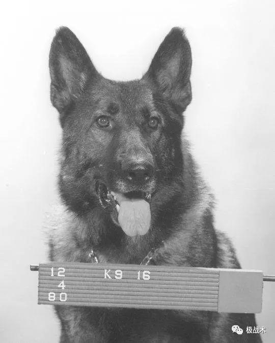 k9都要做什么，k9都要做什么字母圈？