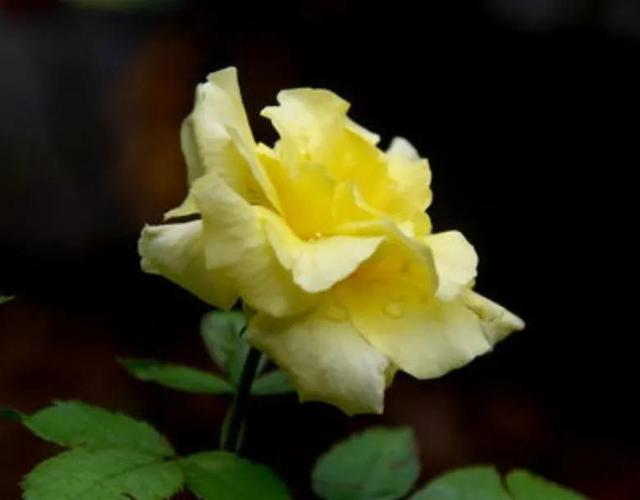 賞月季花發(fā)朋友圈微信句子，月季花發(fā)朋友圈的句子？