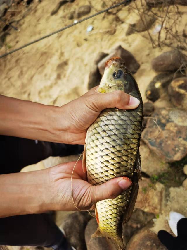釣魚經(jīng)典句子說說抖音，釣魚抖音段子？