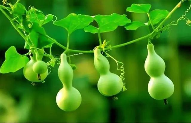 葫蘆直播app最新版下載，葫蘆直播平臺(tái)下載app？