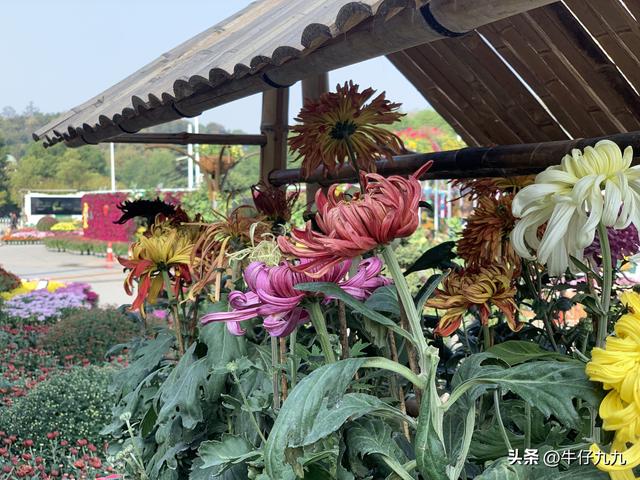 如何用手機拍出好看的菊花照片發(fā)朋友圈？