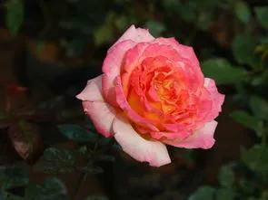 賞月季花發(fā)朋友圈微信句子，月季花發(fā)朋友圈的句子？