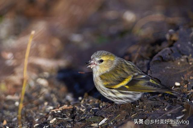 中視頻伙伴計(jì)劃收益怎么算，中視頻伙伴計(jì)劃1萬(wàn)播放量多少錢(qián)？