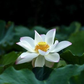 一歲生日朋友圈怎么發(fā)說說，一歲生日朋友圈怎么發(fā)說說男寶？