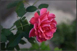 賞月季花發(fā)朋友圈微信句子，月季花發(fā)朋友圈的句子？