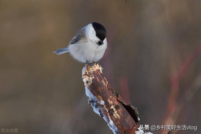 中視頻伙伴計(jì)劃收益怎么算，中視頻伙伴計(jì)劃1萬(wàn)播放量多少錢(qián)？