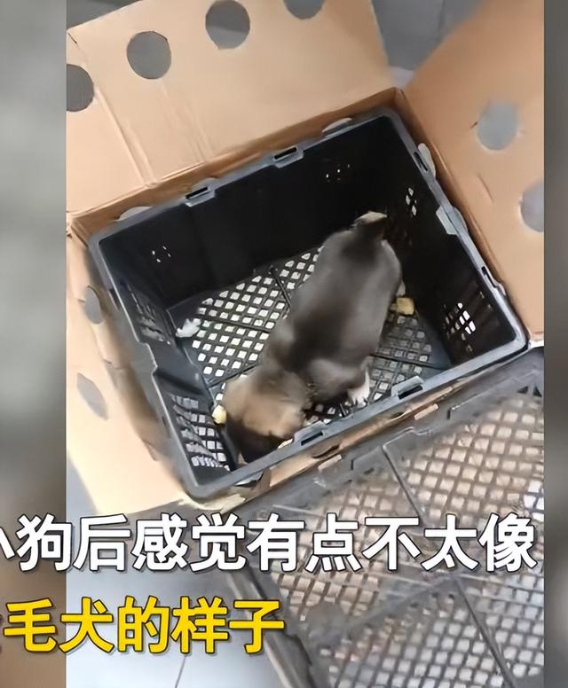淘寶上200塊的狗狗是真的嗎，淘寶上200塊的狗狗是真的嗎能買嗎？