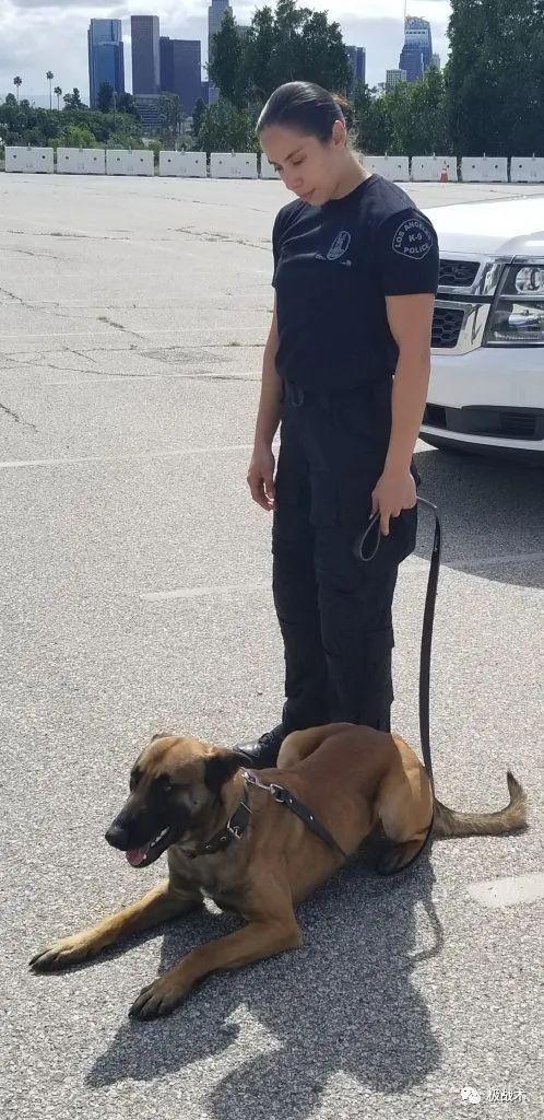 k9都要做什么，k9都要做什么字母圈？