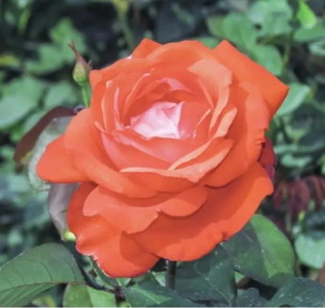 賞月季花發(fā)朋友圈微信句子，月季花發(fā)朋友圈的句子？