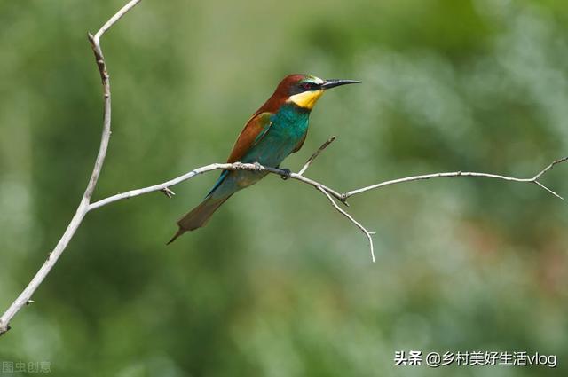 中視頻伙伴計(jì)劃收益怎么算，中視頻伙伴計(jì)劃1萬(wàn)播放量多少錢(qián)？