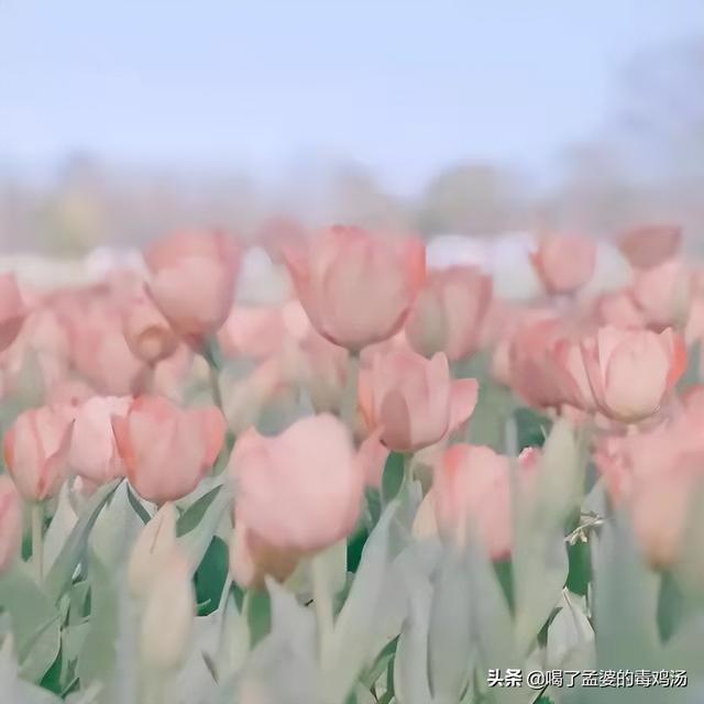 互聯(lián)網(wǎng)營銷師，初中畢業(yè)怎么樣提升學(xué)歷？