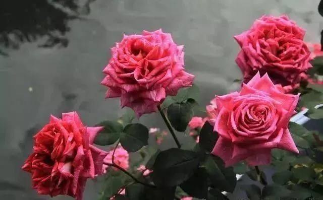 賞月季花發(fā)朋友圈微信句子，月季花發(fā)朋友圈的句子？