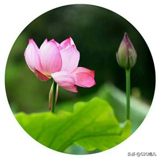 抖音靜默粉怎么清除蘋果手機，蘋果手機如何清理抖音？