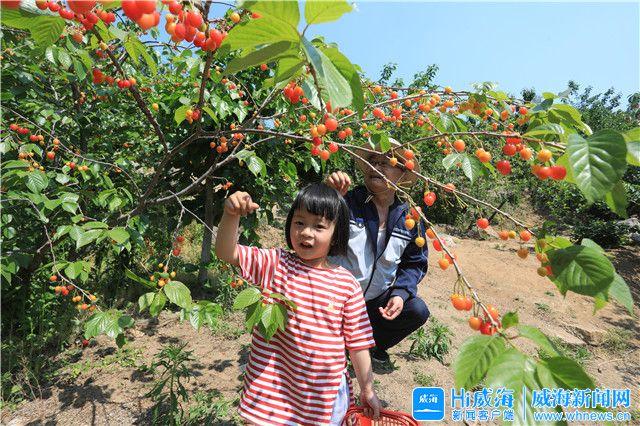 小櫻桃直播視頻回看在哪，小櫻桃live直播特別版？