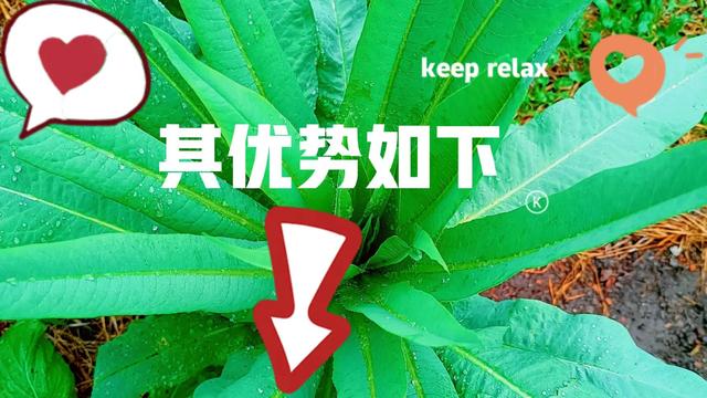 短視頻的利弊議論文八百字，短視頻的利弊議論文800字高中？