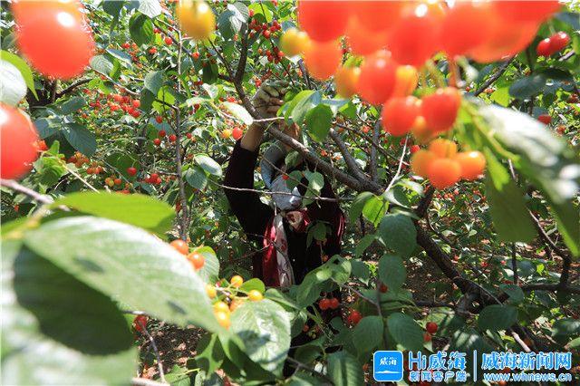 小櫻桃直播視頻回看在哪，小櫻桃live直播特別版？