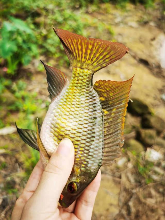 釣魚經(jīng)典句子說說抖音，釣魚抖音段子？