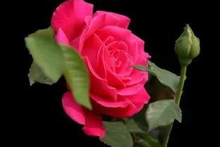 賞月季花發(fā)朋友圈微信句子，月季花發(fā)朋友圈的句子？