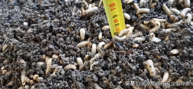 黑水虻產(chǎn)業(yè)鏈，黑水虻產(chǎn)業(yè)發(fā)展前景？