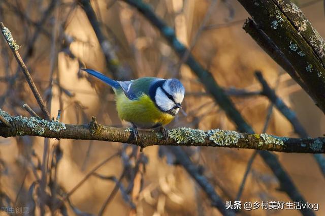 中視頻伙伴計(jì)劃收益怎么算，中視頻伙伴計(jì)劃1萬(wàn)播放量多少錢(qián)？