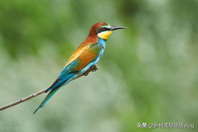 中視頻伙伴計(jì)劃收益怎么算，中視頻伙伴計(jì)劃1萬(wàn)播放量多少錢(qián)？