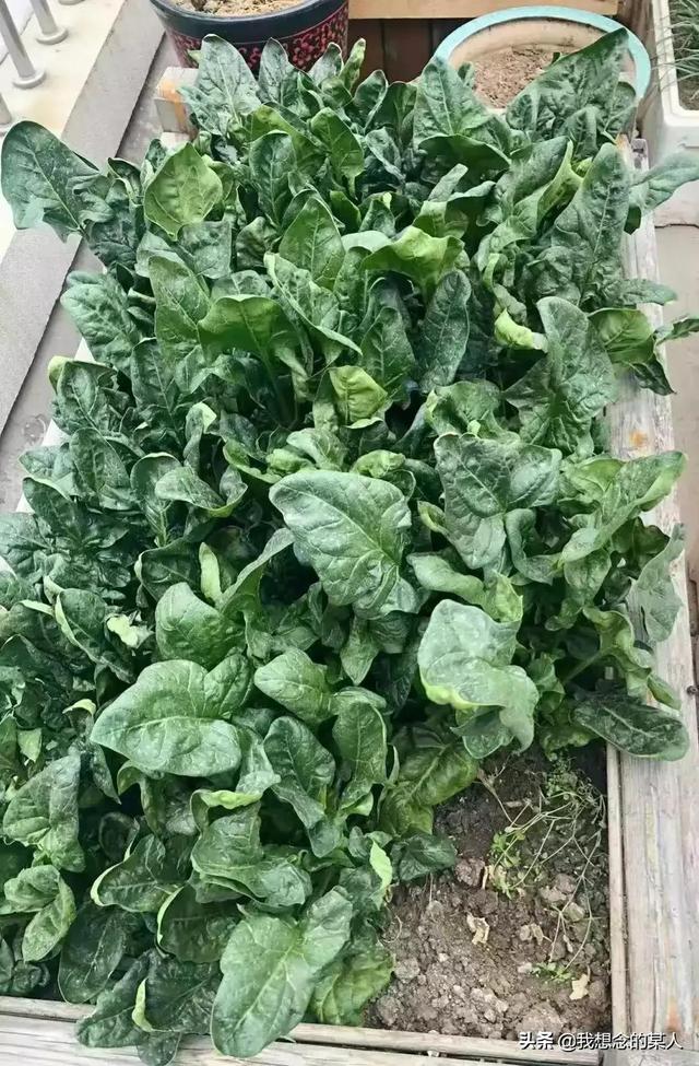 粉絲肉包的餡怎么調(diào)，粉絲肉包餡怎么調(diào)？