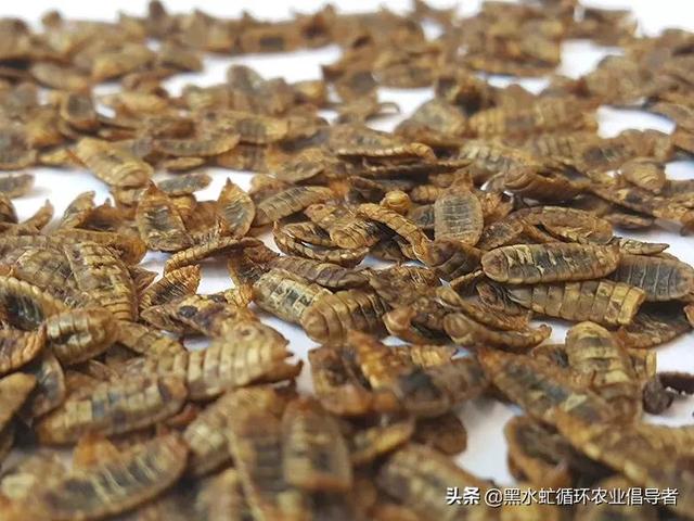 黑水虻產(chǎn)業(yè)鏈，黑水虻產(chǎn)業(yè)發(fā)展前景？