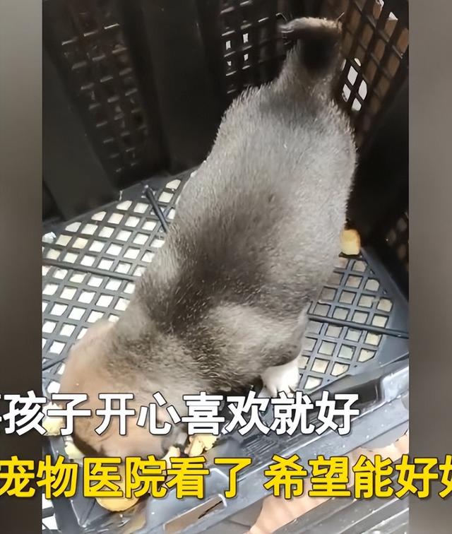 淘寶上200塊的狗狗是真的嗎，淘寶上200塊的狗狗是真的嗎能買嗎？