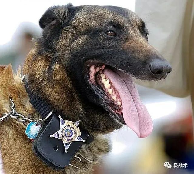 k9都要做什么，k9都要做什么字母圈？