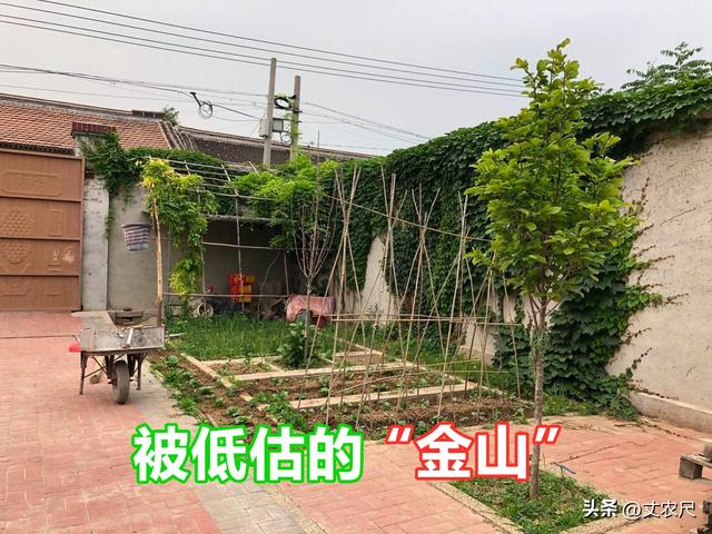 田園小院賺錢是真的嗎還是假的，農(nóng)家小院賺錢是真的嗎？