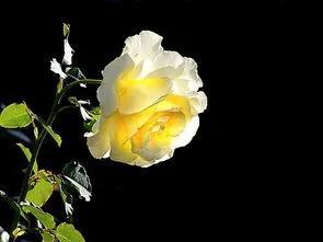 賞月季花發(fā)朋友圈微信句子，月季花發(fā)朋友圈的句子？