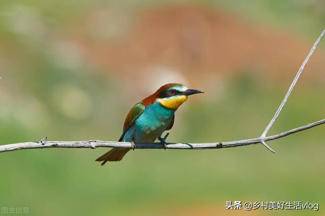 中視頻伙伴計(jì)劃收益怎么算，中視頻伙伴計(jì)劃1萬(wàn)播放量多少錢(qián)？