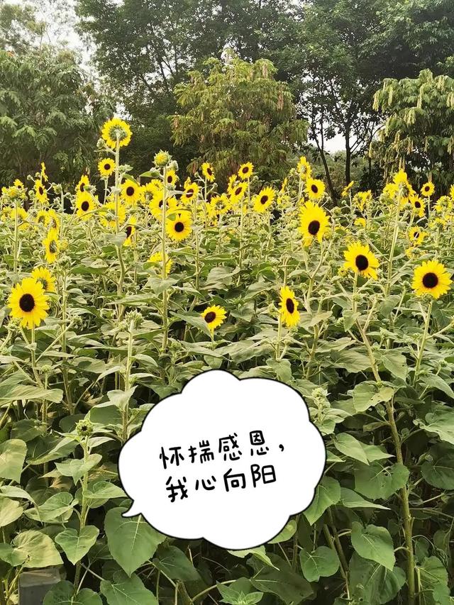 閑魚二手家具市場可靠嗎，閑魚網(wǎng)站二手市場家具？