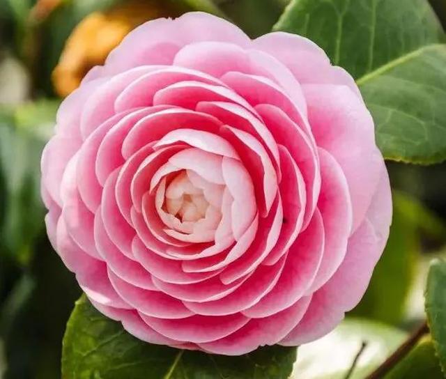 賞月季花發(fā)朋友圈微信句子，月季花發(fā)朋友圈的句子？