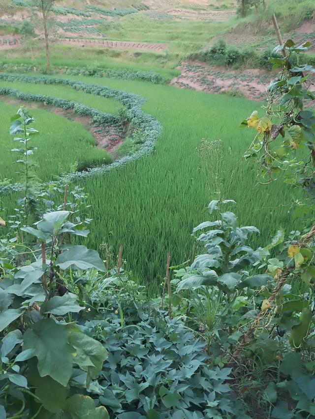 農村做什么生意賺錢未來，2020農村做什么生意有前景？