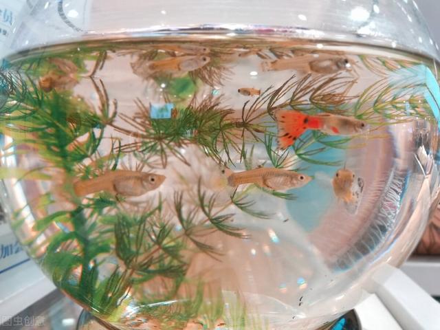 釣魚適合發(fā)朋友圈的話美人魚，釣的魚怎么發(fā)朋友圈？
