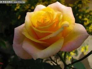 賞月季花發(fā)朋友圈微信句子，月季花發(fā)朋友圈的句子？