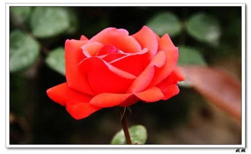賞月季花發(fā)朋友圈微信句子，月季花發(fā)朋友圈的句子？