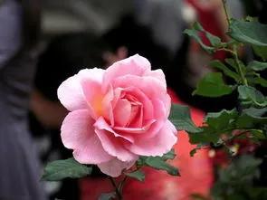 賞月季花發(fā)朋友圈微信句子，月季花發(fā)朋友圈的句子？