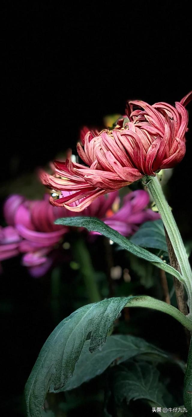 如何用手機拍出好看的菊花照片發(fā)朋友圈？