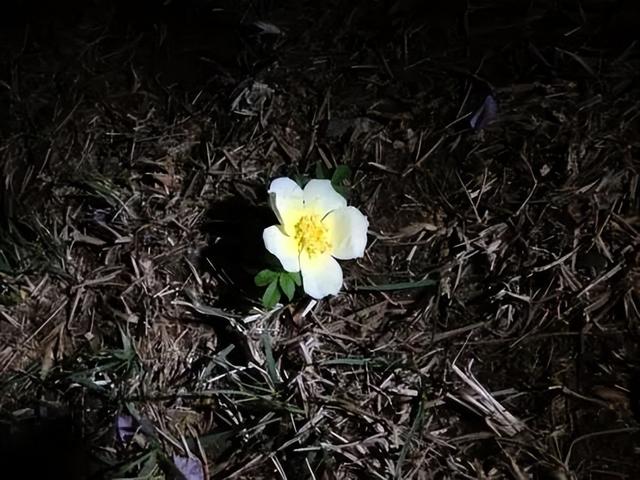 抖音上很火的歌叫夜什么歌粵語，抖音上很火的歌叫夜什么歌粵語歌名？
