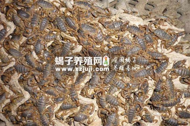 養(yǎng)蝎子能賺錢(qián)嗎，蝎子養(yǎng)殖盈利性？