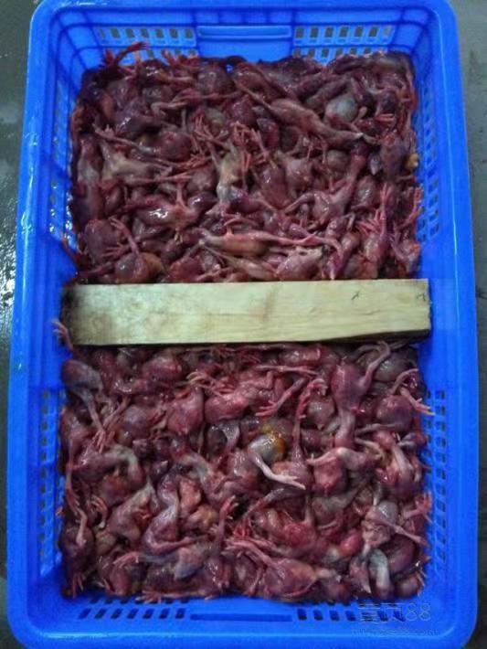 養(yǎng)植什么動物最賺錢，最有利可圖的動物養(yǎng)殖？